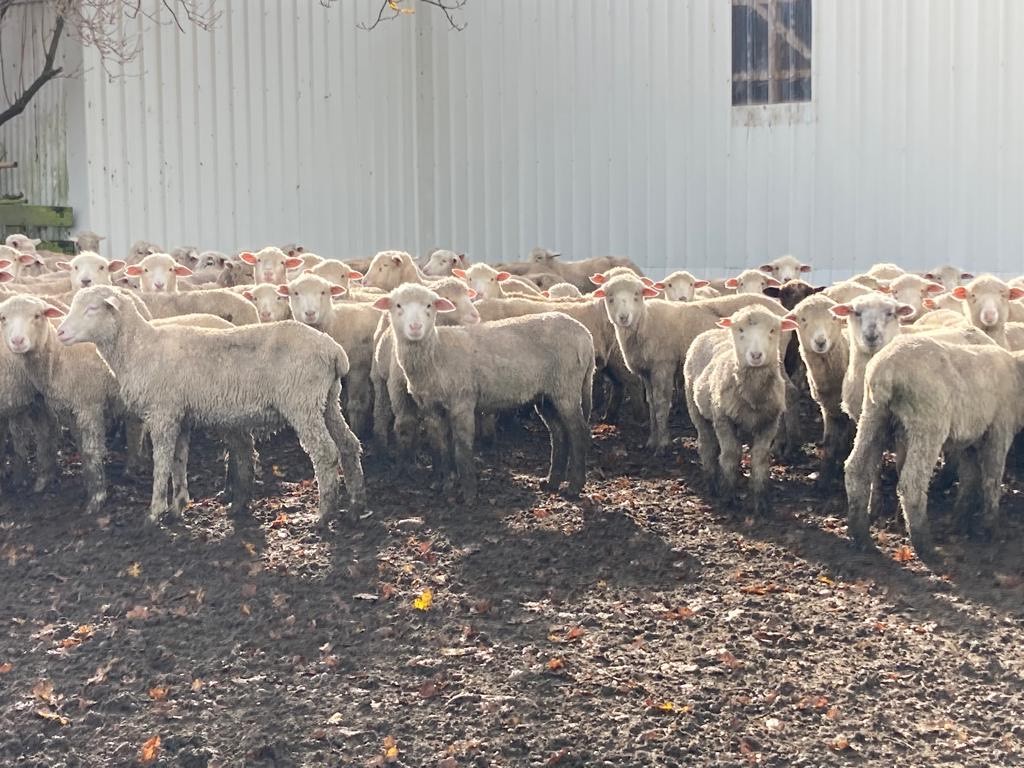 Current livestock listings South Island, NZ Rural Livestock